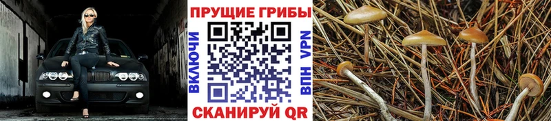 Галлюциногенные грибы мицелий продажа наркотиков Эртиль